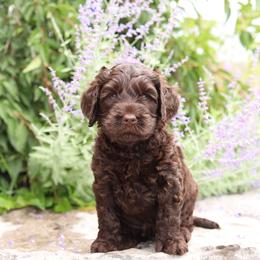 Purple - Chocolate female Australian Labradoodle puppy in Williamstown, New York from Lewis Manor Labradoodles