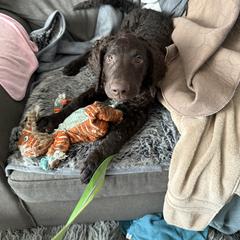 Curly-Coated Retriever Puppies from Betacoil Curly Coated Retrievers