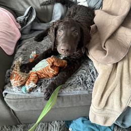 Curly-Coated Retriever Puppies from Betacoil Curly Coated Retrievers
