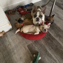 French Bulldog Puppies from EV Bulldogs