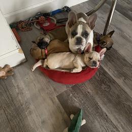 French Bulldog Puppies from EV Bulldogs