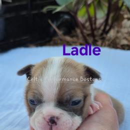 Girl 4 - Blue female Boston Terrier puppy in Griffin, Georgia from Celtic Kennel Bostons