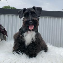 Miniature Schnauzers from The_Schnauzer_House