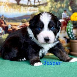 Jasper - Black tri male Miniature Australian Shepherd puppy in Chino Valley, Arizona from BlueZion Aussies