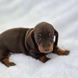 Maple - Chocolate and tan female Dachshund puppy in Elma, Iowa from Iowa Dachshunds
