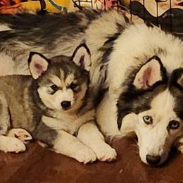 Girl 6. SOLD  GAMBLE FAMILY - Agouti and white female Siberian Husky puppy in Helen, Georgia from Royal Siberian AKC Huskies