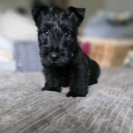 Blue Collar Male - Black male Scottish Terrier puppy in Eva, Alabama from Schulte's  Scottish Terriers
