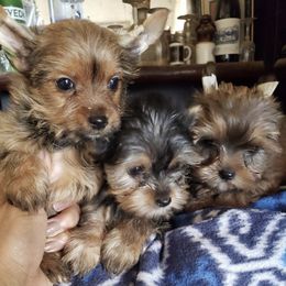 Yorkshire Terriers from Gloria Sopher's Yorkshire Terriers