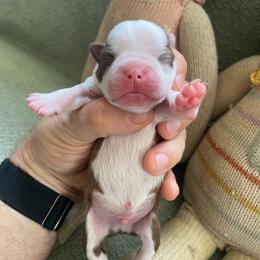 Otis - Red male Boston Terrier puppy in Tampa, Florida from Bayshore Boston Terrier’s