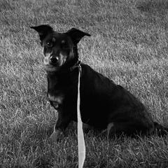 Grand Basset Griffon Vendeens and Lancashire Heelers from Mashury & Black Majesty Kennel