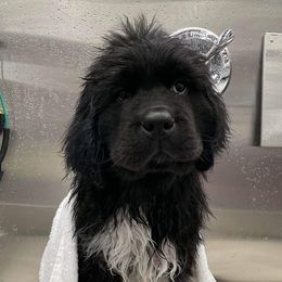 Newfoundlands from Over the Moon Newfoundlands