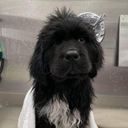 Newfoundlands from Over the Moon Newfoundlands