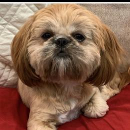 Brandie - Shih Tzu