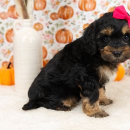 Cockapoo Puppies from Firm Foundation Cockapoos