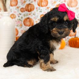 Cockapoo Puppies from Firm Foundation Cockapoos