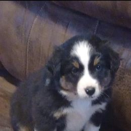 Maggie - Black Miniature Australian Shepherd puppy in Hillsville, Virginia from Lottie's Mini Aussies