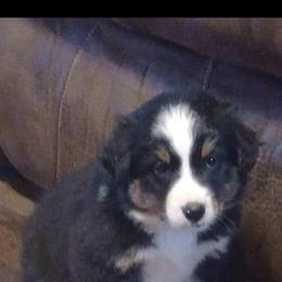 Maggie - Black Miniature Australian Shepherd puppy in Hillsville, Virginia from Lottie's Mini Aussies