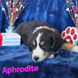 Aphrodite - Black tri-color female Australian Shepherd puppy in Smithfield, Utah from Invictus Farms