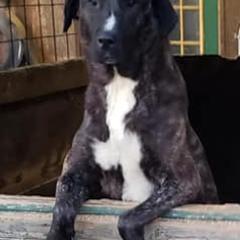 Anatolian Shepherd Dogs and Great Danes from Grace Lane Farm