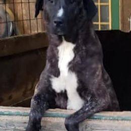 Anatolian Shepherd Dogs and Great Danes from Grace Lane Farm