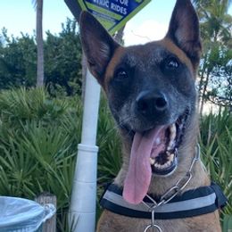 Belgian Malinois from Patriotk9llc