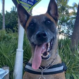 Belgian Malinois from Patriotk9llc