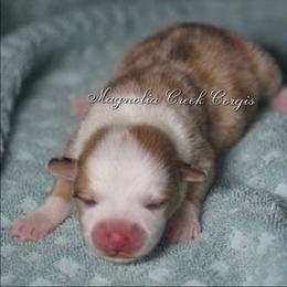 American Corgi and Pembroke Welsh Corgi Puppies from Magnolia Creek Corgis