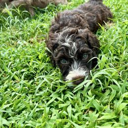 Cinco - Brown and white male Aussiedoodle puppy in Denton, Maryland from Royal Conron Doodles