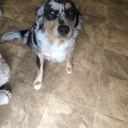 Harleigh - Miniature Australian Shepherd