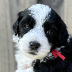 Australian Mountain Doodles from Jade’s Paws & Co. Of Miami LLC