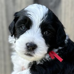 Australian Mountain Doodles from Jade’s Paws & Co. Of Miami LLC