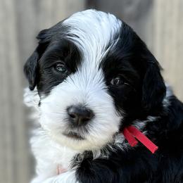 Australian Mountain Doodles from Jade’s Paws & Co. Of Miami LLC