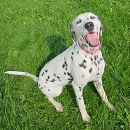 Monique - Dalmatian