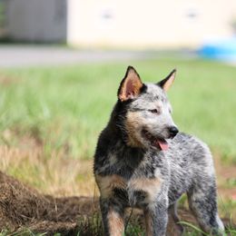 Han Solo - Blue mottled male Australian Cattle Dog puppy in Fairmont, West Virginia from Jedda ACDs