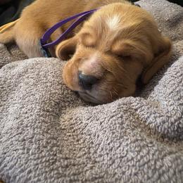 Girl 2 purple - Mahogany and white female Basset Hound puppy in Columbus, Ohio from Olveras Hound of Ohio