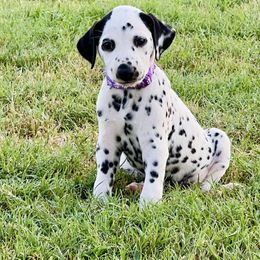 Demi - White and black female Dalmatian puppy in Mt. Vernon, Texas from Double B