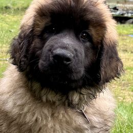 Leonberger Puppies from Tir na nOg Leonbergers
