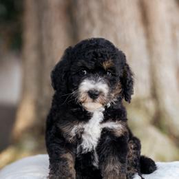 Tilly - Black female Sheepadoodle puppy in Los Angeles, California from Exquisite Doodles