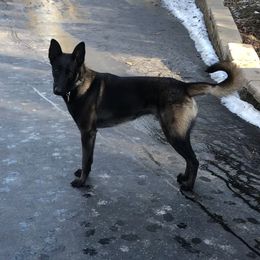 Roman - Belgian Malinois