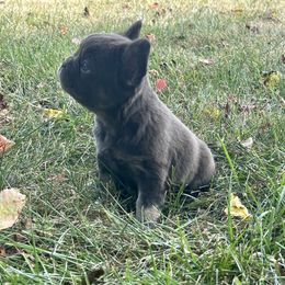 French Bulldog Puppies from Christie's Frenchies