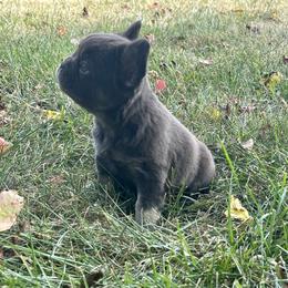 French Bulldog Puppies from Christie's Frenchies