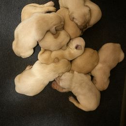 Kona Boy 5 - Golden male Golden Retriever puppy in Fort Morgan, Colorado from Golden Girls Kennels, LLC