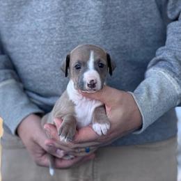 Girl 1 - Blue fawn female Italian Greyhound puppy in Sugar Valley, Georgia from Pinnacle Farm and Kennel