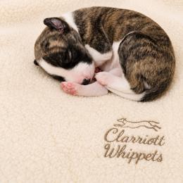 Boy 3 - Black brindle male Whippet puppy in Kalamazoo, Michigan from Clarriott Whippets & Cavapoos