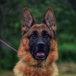 Lari - German Shepherd