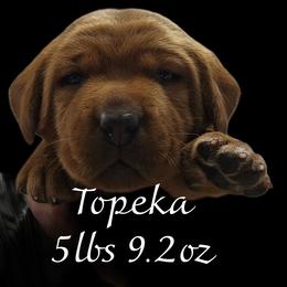 Topeka - Yellow female Labrador Retriever puppy in Sidney, Nebraska from Nebraska Strong Labradors