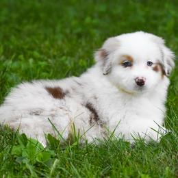 Lilly - Red merle female Australian Shepherd puppy in Easton, Missouri from MMA Kennel