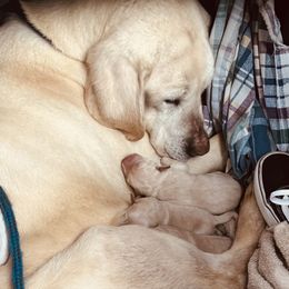 Labrador Retriever and Pembroke Welsh Corgi Puppies from Burress Family Farm and Kennels