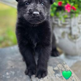 Green Boy - Black male German Shepherd puppy in Purdon, Texas from TEXAS DDR GSD