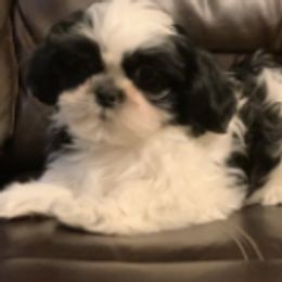 Shih Tzus from Jaden Shih Tzu’s